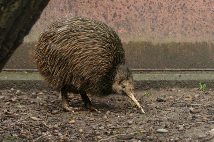 Киви в парламенте: как Новая Зеландия спасла свой символ от вымирания