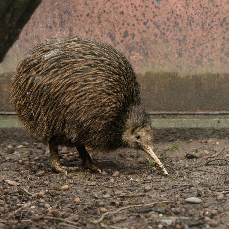 Уникальные птицы киви впервые посетили парламент Новой Зеландии. Историческое событие в Веллингтоне ознаменовало триумф экологов: спустя столетие эти удивительные птицы не только вернулись в дикую природу столицы, но и стали почётными гостями в главном здании страны