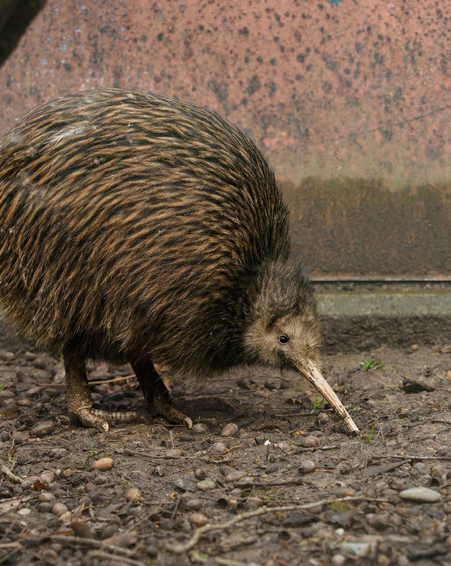 Уникальные птицы киви впервые посетили парламент Новой Зеландии. Историческое событие в Веллингтоне ознаменовало триумф экологов: спустя столетие эти удивительные птицы не только вернулись в дикую природу столицы, но и стали почётными гостями в главном здании страны