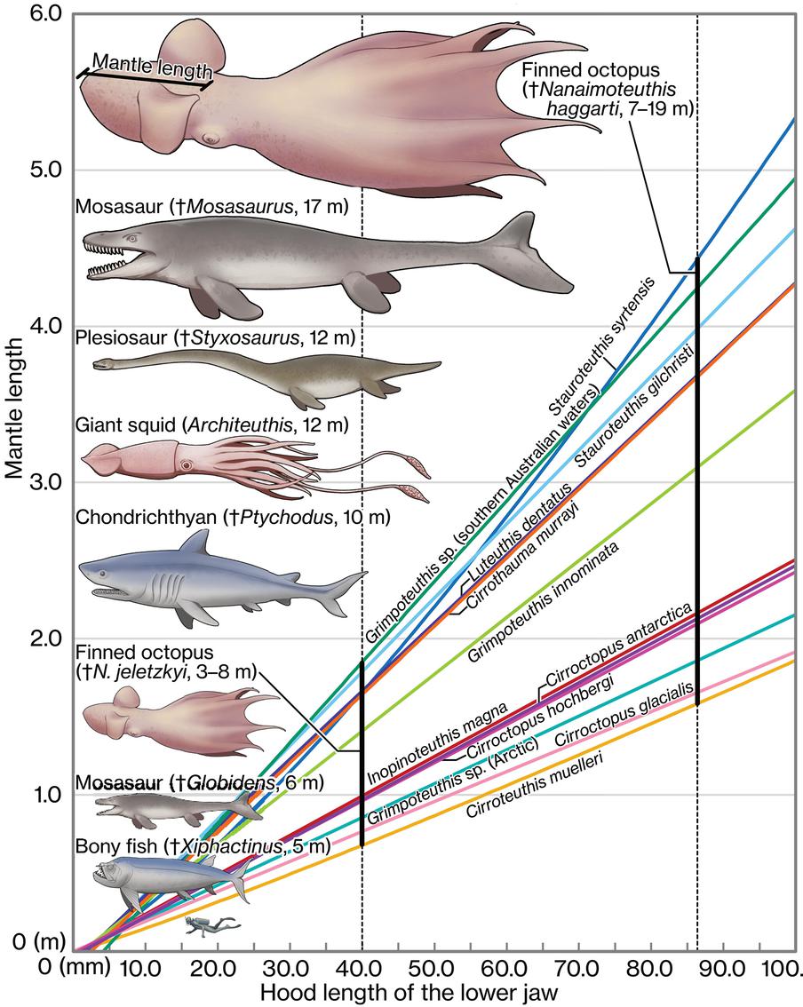 Сравнение возможного размера гигантского осьминога с габаритами других крупных хищников мелового периода.