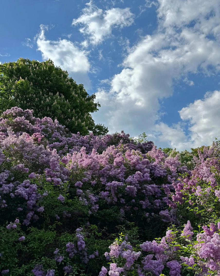 В Роскачестве предупредили о штрафах и аресте до 15 суток за сбор сирени. В ведомстве отметили, что кусты сирени в городских скверах, парках и других общественных пространствах являются муниципальной собственностью. Их обламывание или выкапывание квалифицируется как причинение ущерба. Нарушителям грозит административный штраф или до 15 суток ареста