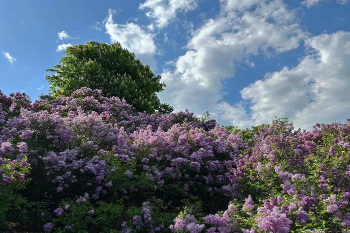 Роскачество: за сбор сирени грозит штраф или арест на 15 суток
