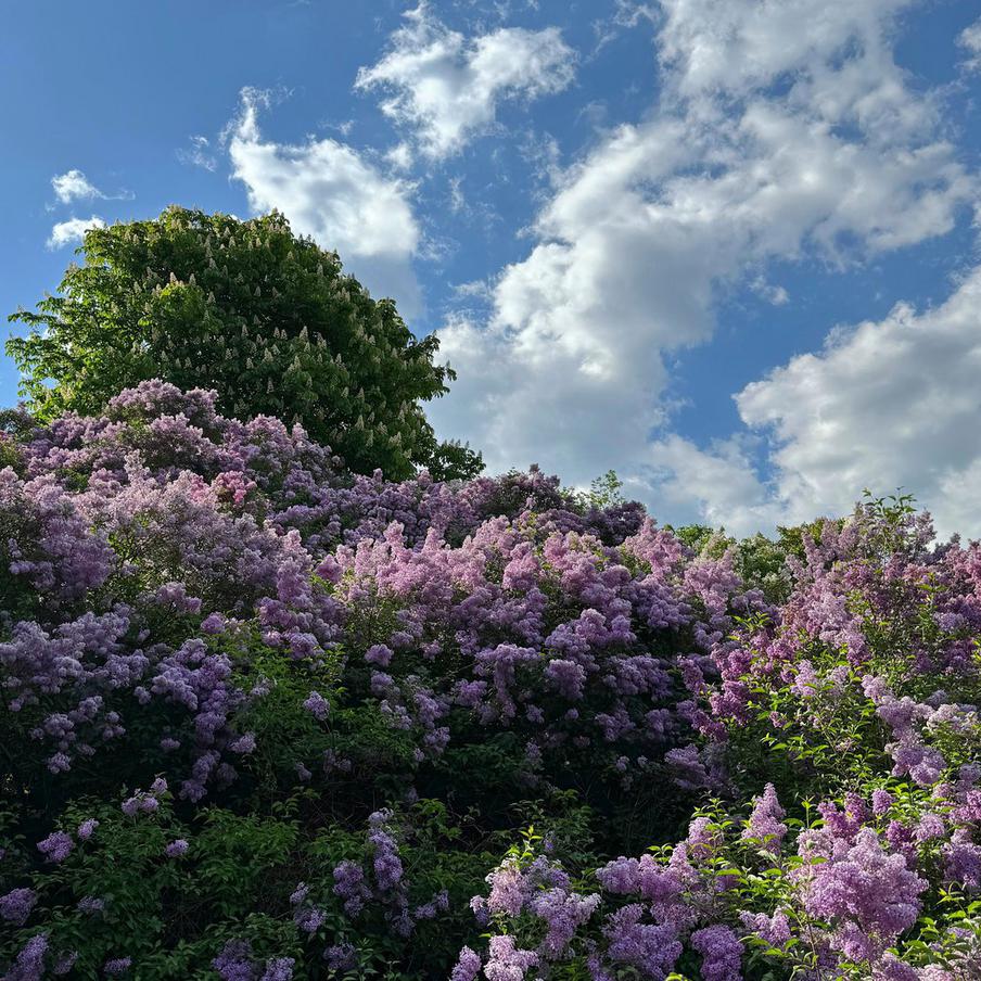В Роскачестве предупредили о штрафах и аресте до 15 суток за сбор сирени. В ведомстве отметили, что кусты сирени в городских скверах, парках и других общественных пространствах являются муниципальной собственностью. Их обламывание или выкапывание квалифицируется как причинение ущерба. Нарушителям грозит административный штраф или до 15 суток ареста