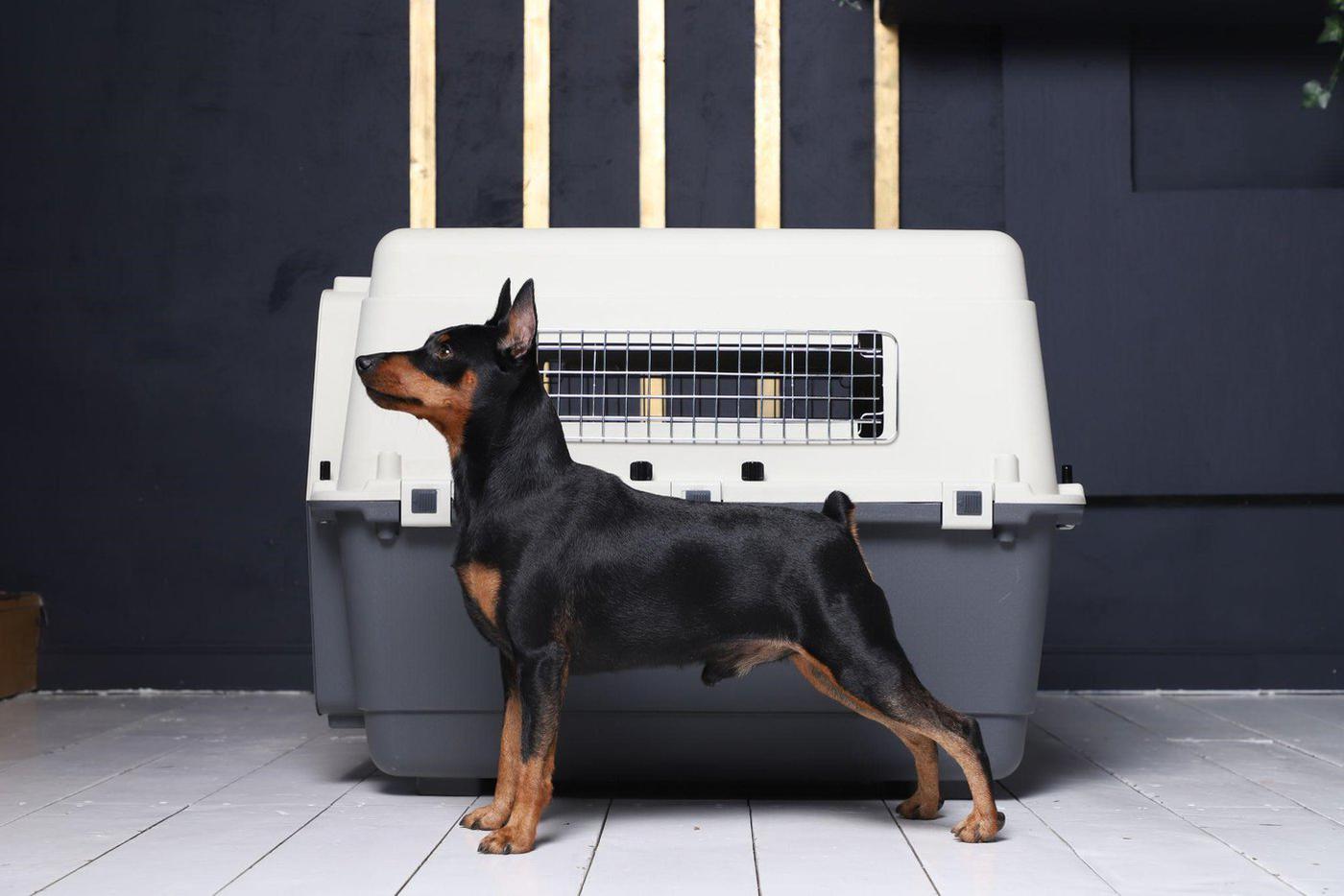 Приучать питомца к переноске следует заранее и постепенно.