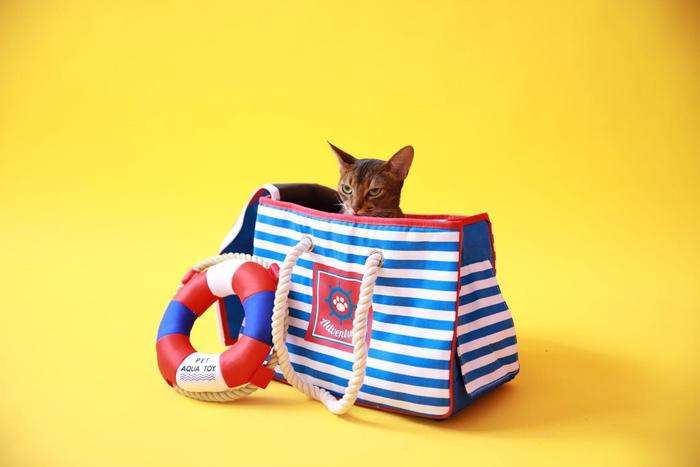 Путешествие с питомцем без стресса: как подготовиться к поездке на выходные или в отпуск