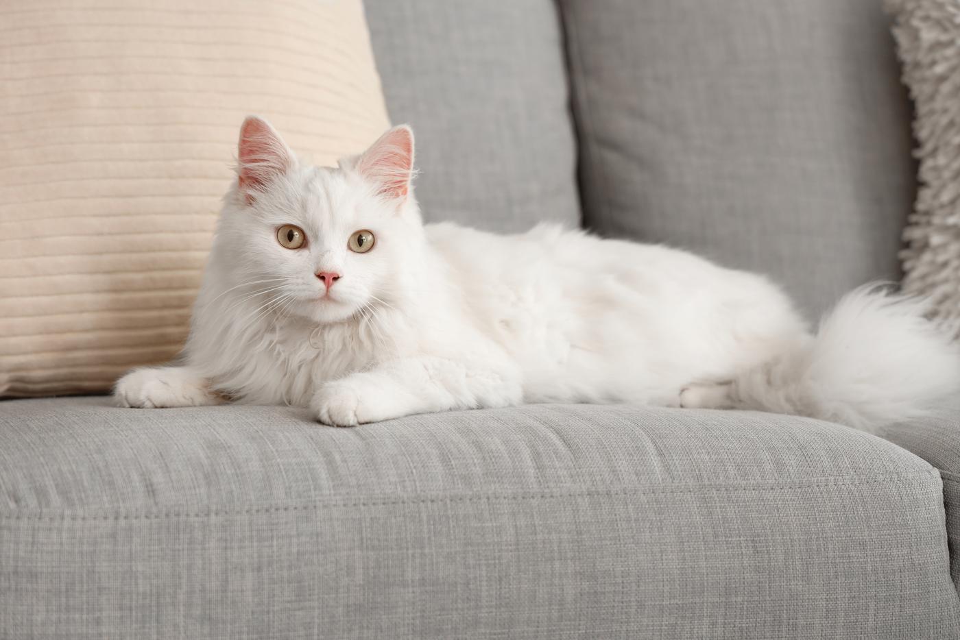 В США спустя семь лет кот нашёл дорогу домой благодаря микрочипу