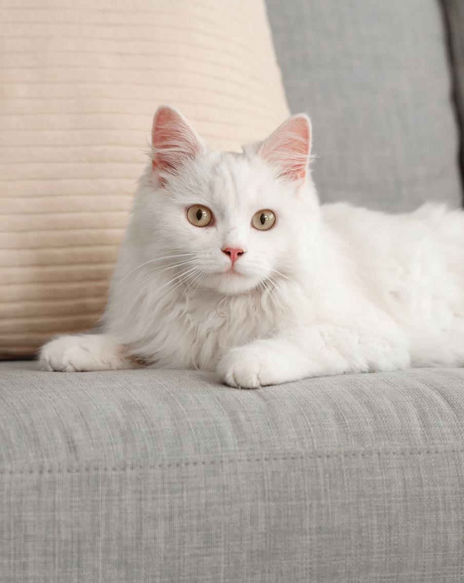 В США кот вернулся к хозяевам спустя семь лет разлуки. Семья из Джорджии воссоединилась со своим любимцем по кличке Доджер, который бесследно исчез во время переезда из Калифорнии в 2018 году. Найти питомца помог микрочип и неравнодушные волонтёры