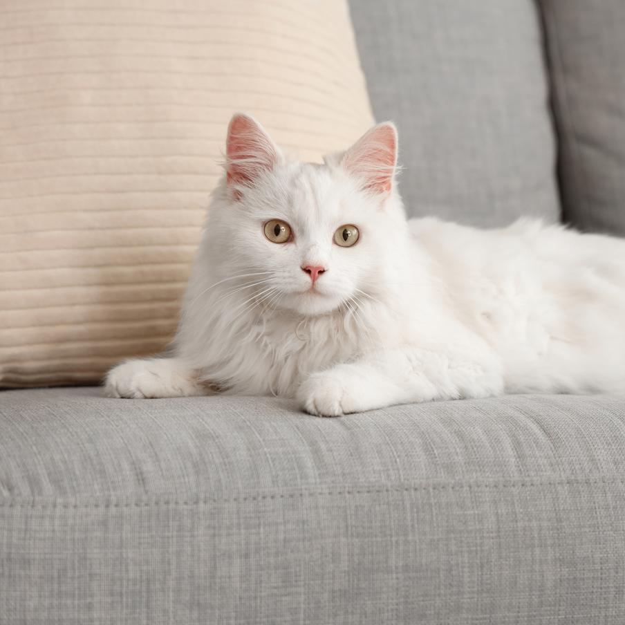 В США кот вернулся к хозяевам спустя семь лет разлуки. Семья из Джорджии воссоединилась со своим любимцем по кличке Доджер, который бесследно исчез во время переезда из Калифорнии в 2018 году. Найти питомца помог микрочип и неравнодушные волонтёры