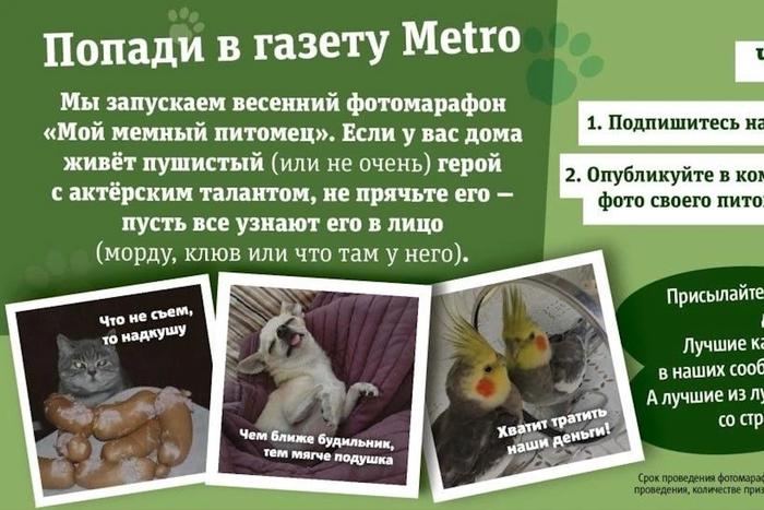 Попади в газету Metro: фотомарафон "Мой мемный питомец"