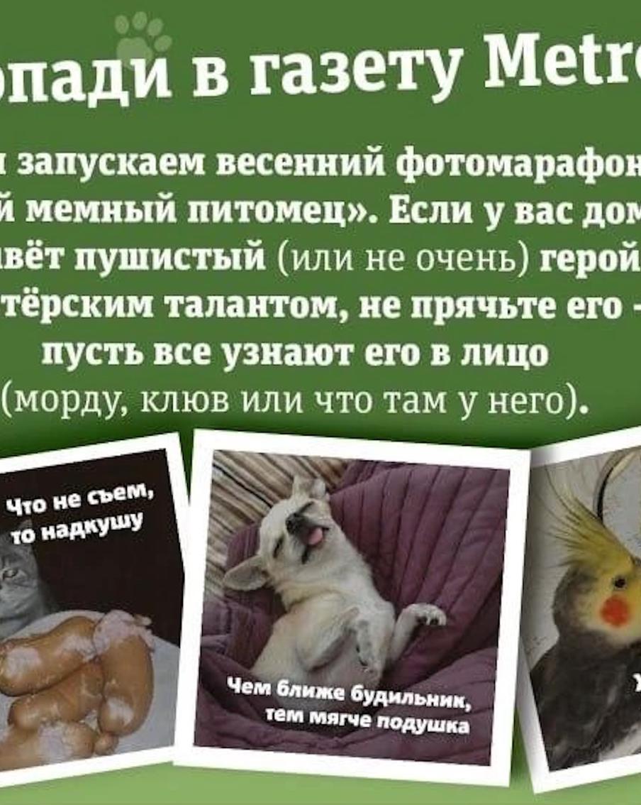 Попади в газету Metro: фотомарафон "Мой мемный питомец"