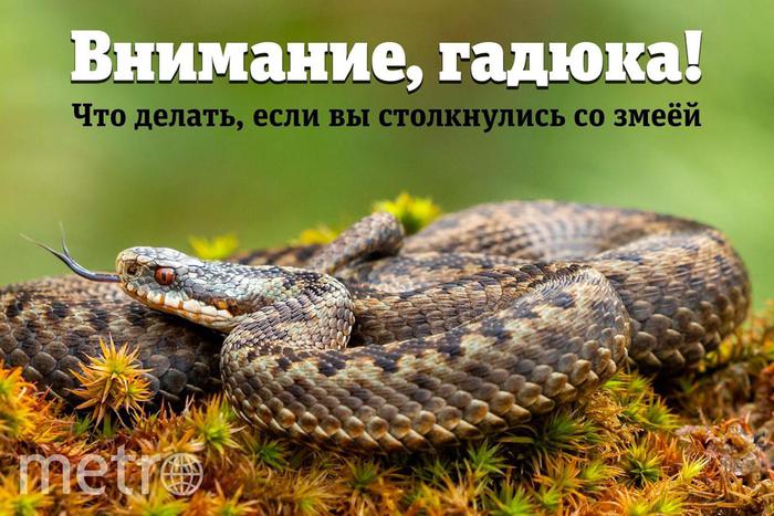 Гадюки кусают жителей Подмосковья: как отличить от ужа, где водятся