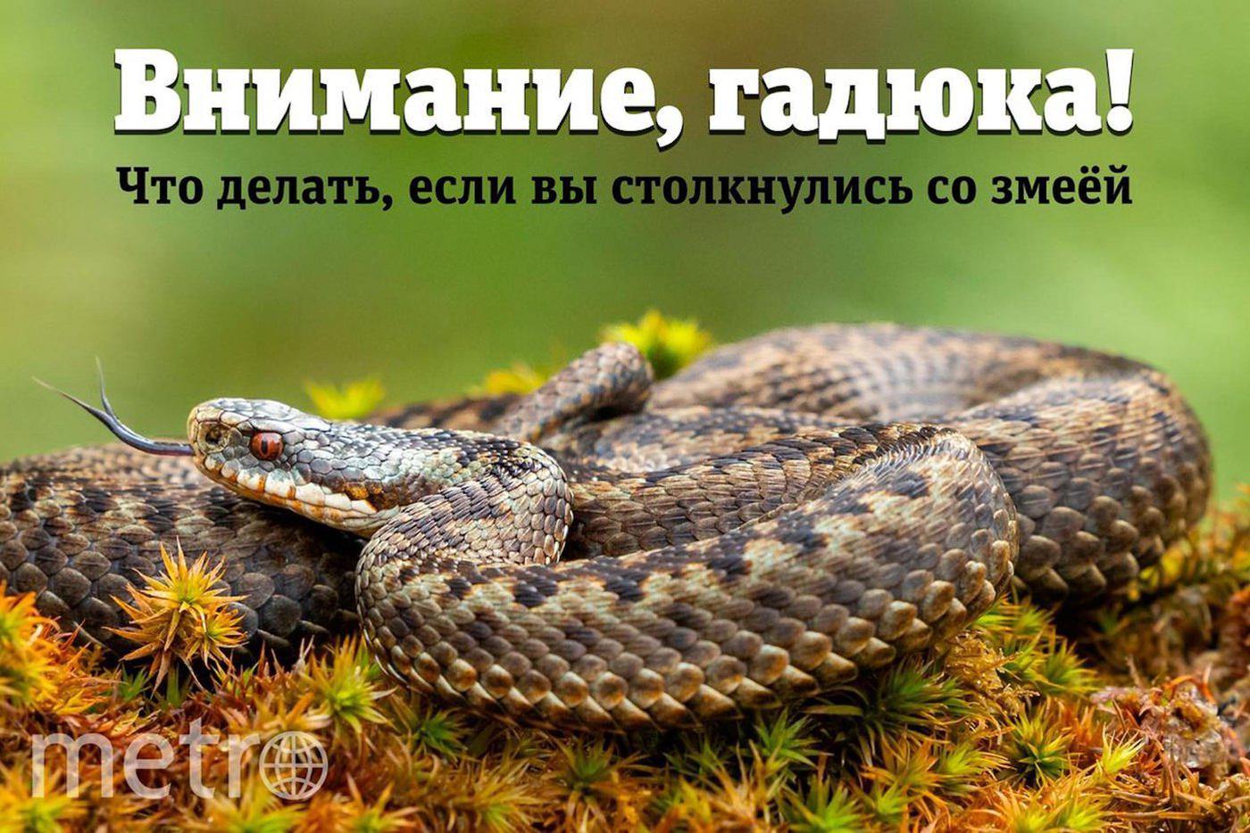Гадюки кусают жителей Подмосковья: как отличить от ужа, где водятся