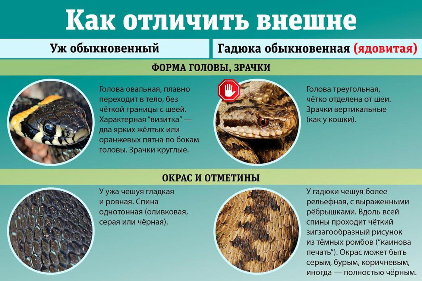 Гадюки и ужи в чём-то похожи, в чём-то – нет