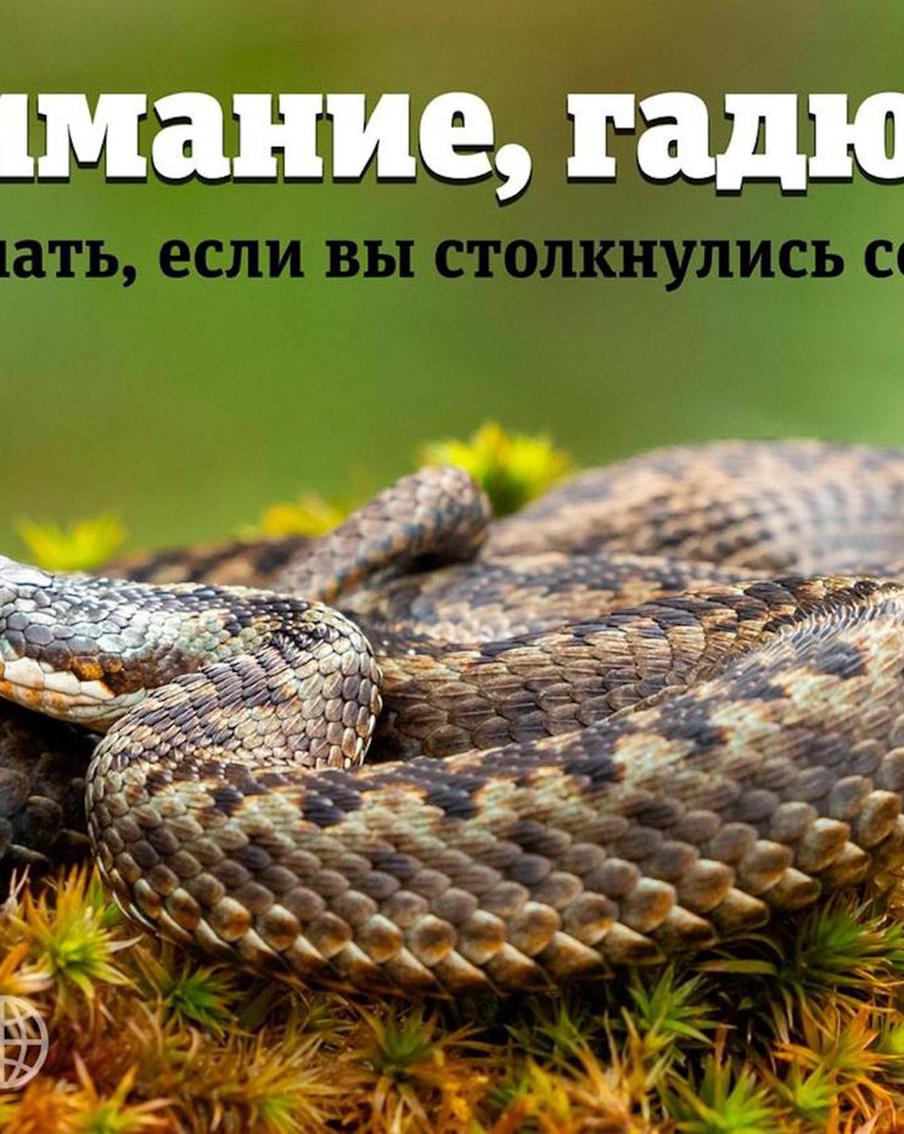 Гадюки кусают жителей Подмосковья: как отличить от ужа, где водятся