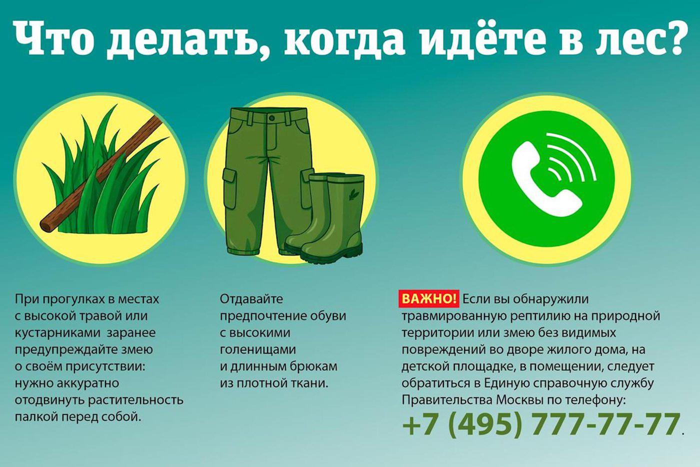 Как спасаться от гадюк в лесу