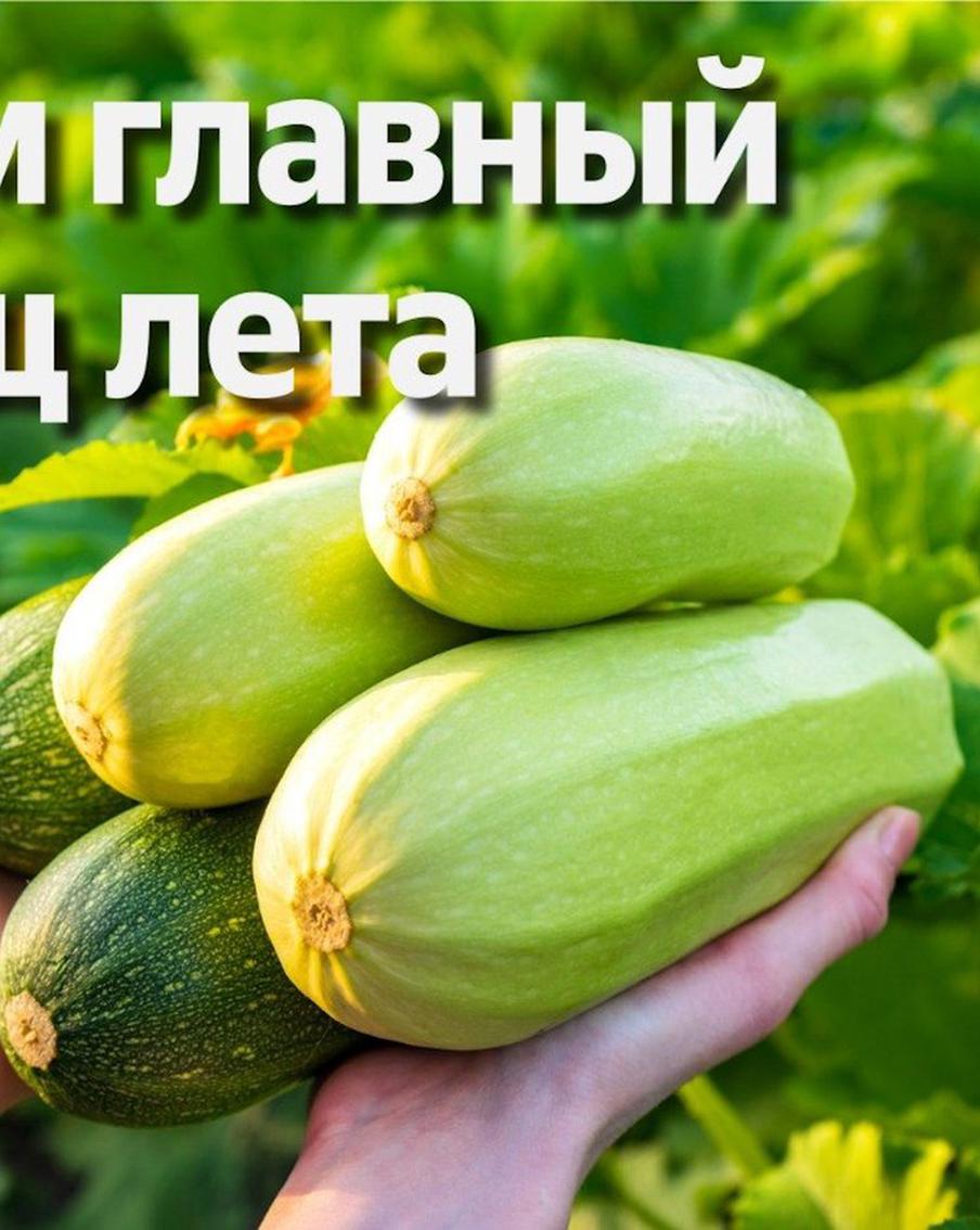 В июле кабачки приобретают "статус" самого популярного овоща. Но чем они полезны и как их правильно приготовить?