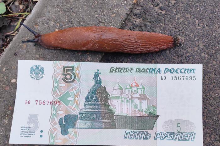"На огородах сжирают всё": испанские слизни захватили российские дачи