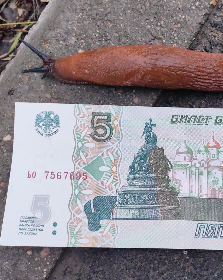 "На огородах сжирают всё": испанские слизни захватили российские дачи