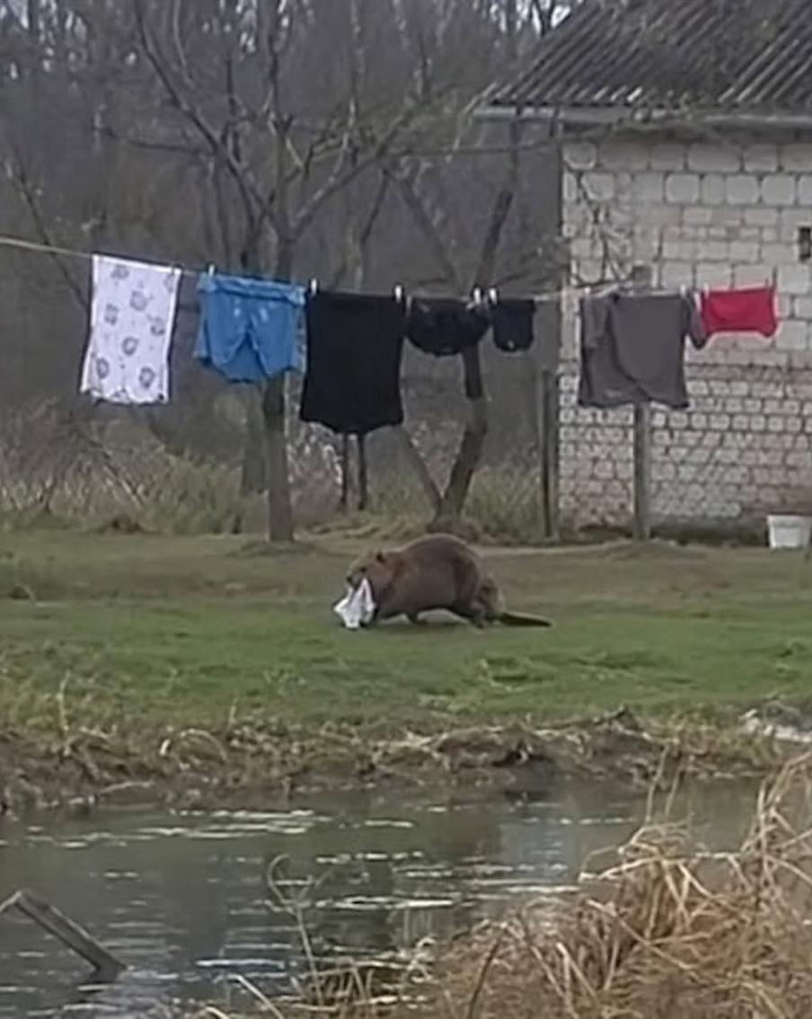Зачем польскому бобру понадобились чужие трусы – эксперт