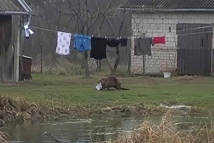 Зачем польскому бобру понадобились чужие трусы – эксперт