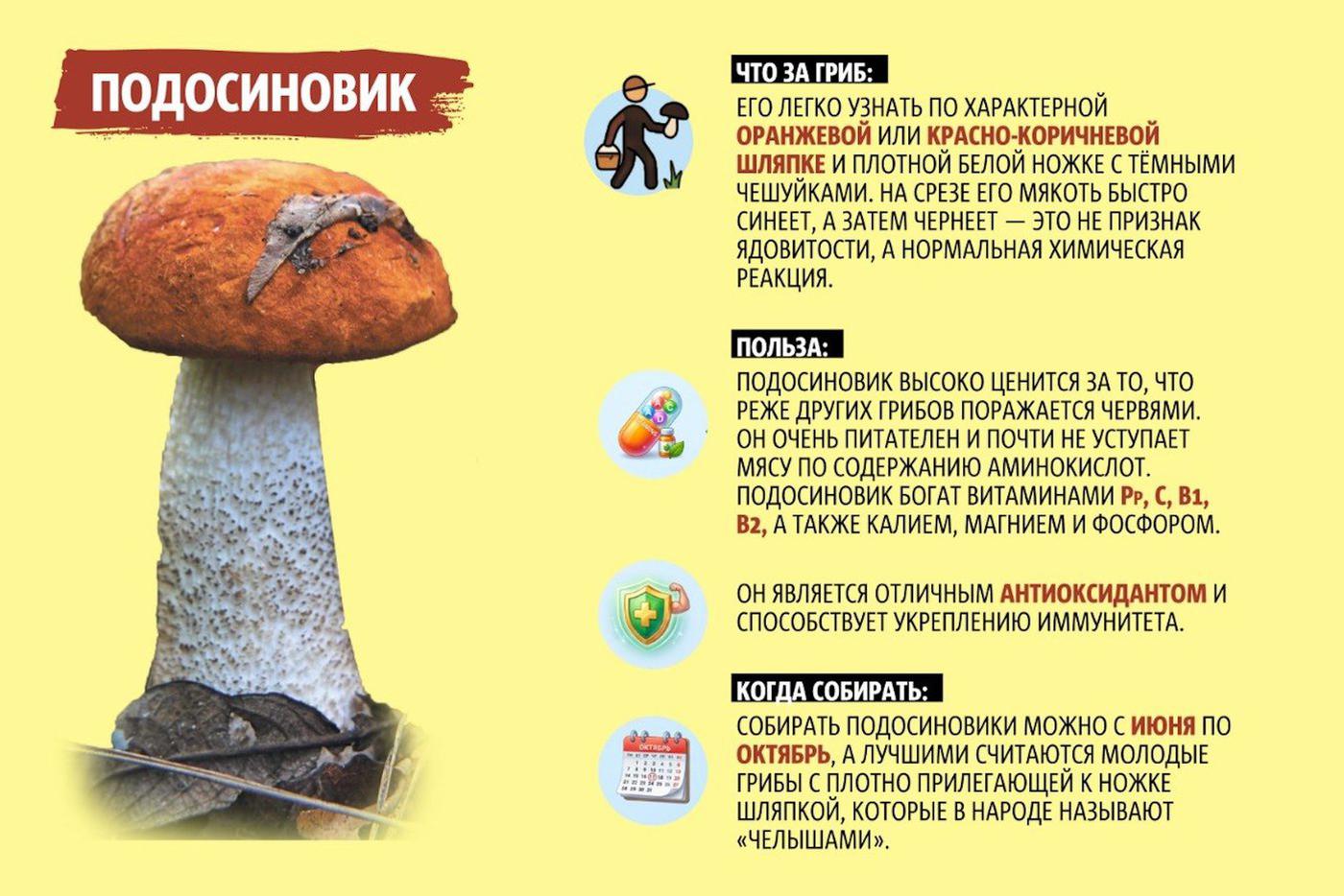 Что нужно знать о подосиновиках.