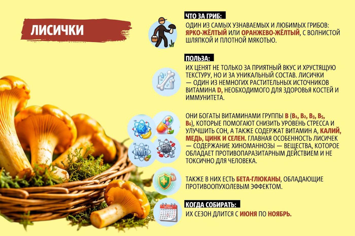 Яркие лисички.