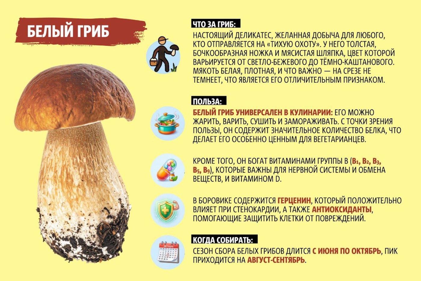 Самый любимый белый гриб.