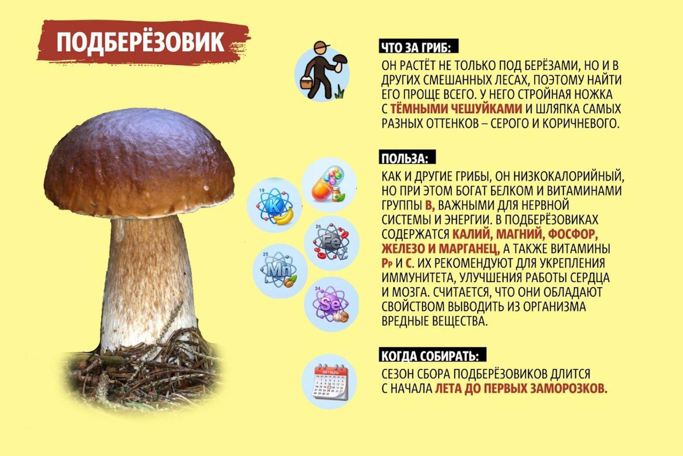 Суп из подберёзовиков очень вкусный.