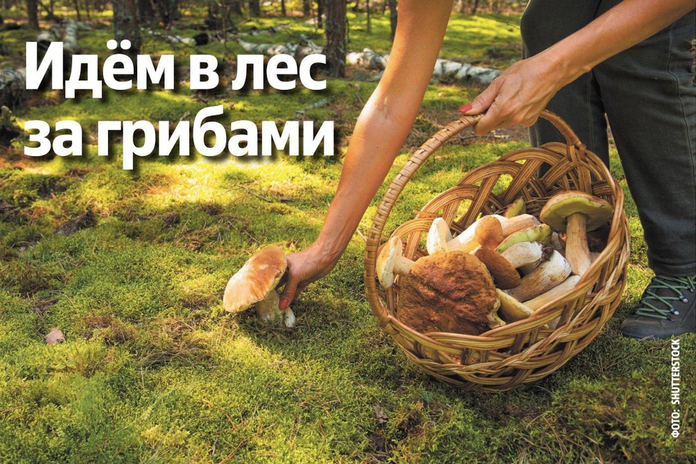 Какие грибы появились в Подмосковье: где искать, чем полезны и кому нельзя их есть
