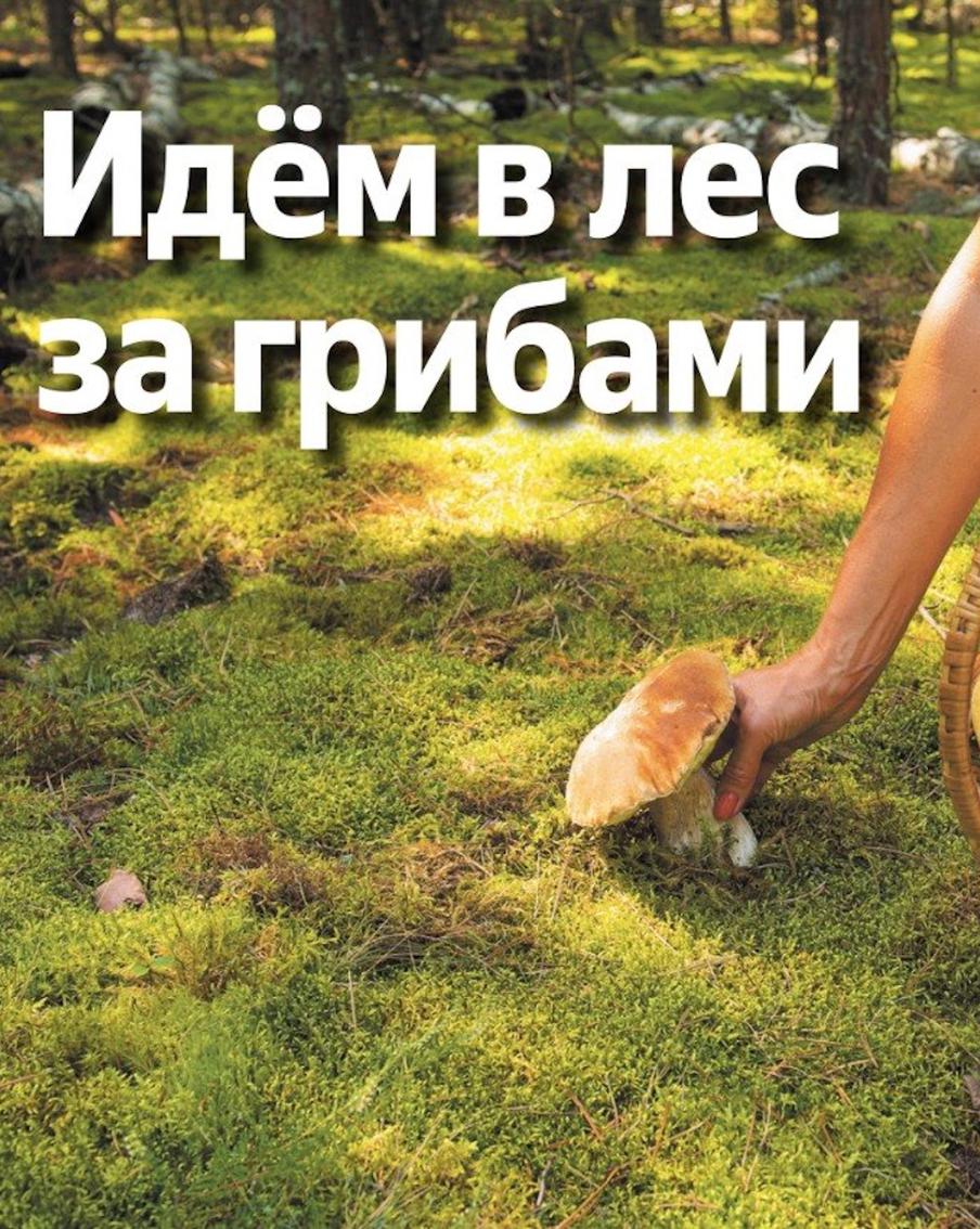 Подосиновики и подберёзовики выдадут чешуйки, а белый – мясистая ножка
