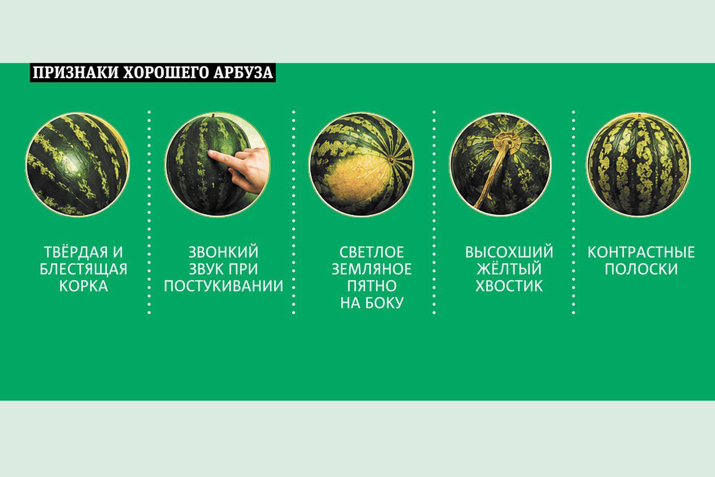 Что говорит про арбузы наука