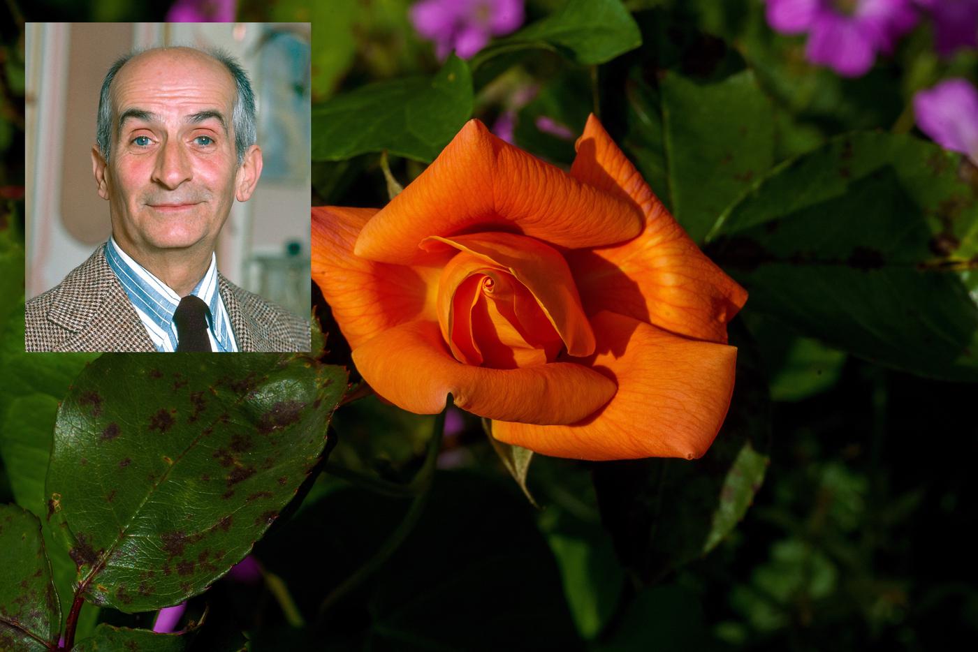 Роза сорта Louis de Funes такая же яркая, как и талан Луи де Фюнеса.