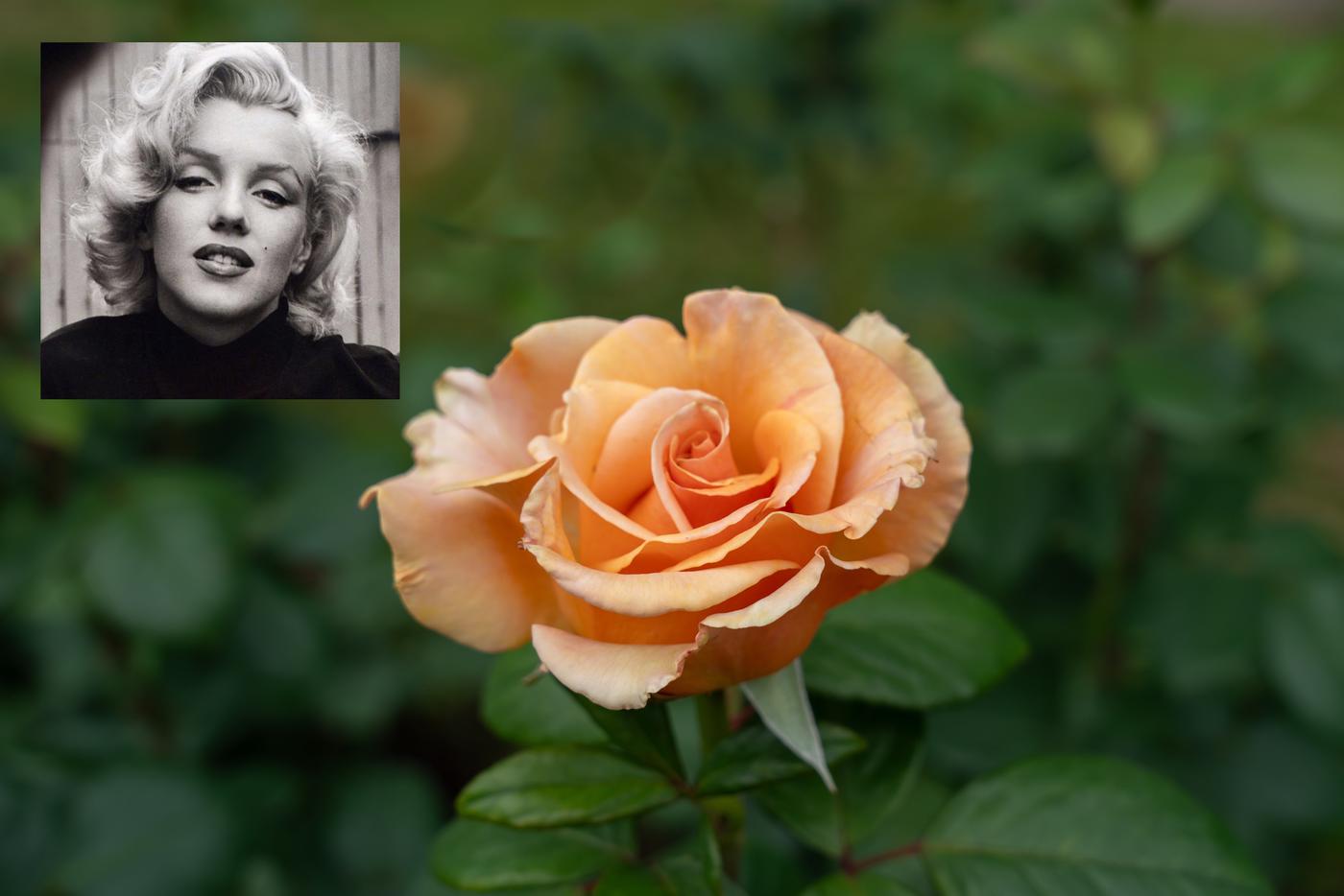 Роза сорта Marilyn Monroe выглядит очень нежно.