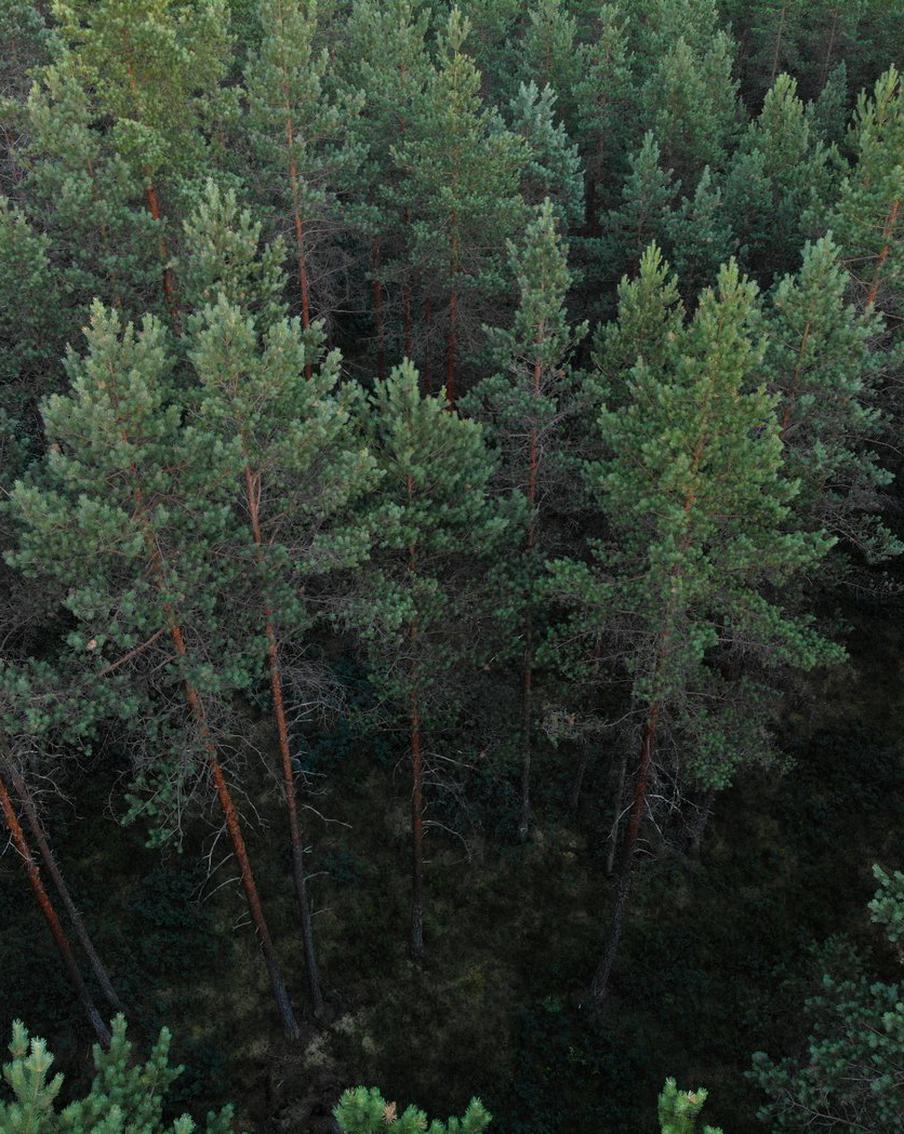 Эксперт Раилко оценил шансы найти тела Усольцевых в красноярской тайге. Бывший спасатель Юрий Раилко высказал мнение о низкой вероятности обнаружения тел семьи Усольцевых в красноярской тайге. Он объяснил это тем, что с момента исчезновения семьи в сентябре 2025 года прошло уже много времени. Несмотря на масштабные поиски с участием до полутора тысяч человек и привлечением кинологических служб, результатов нет