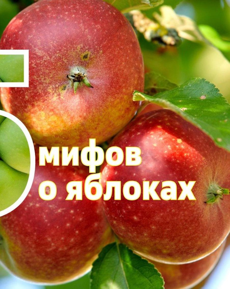 "Оно превращается в жир": топ-5 мифов о яблоках, в которые все верят