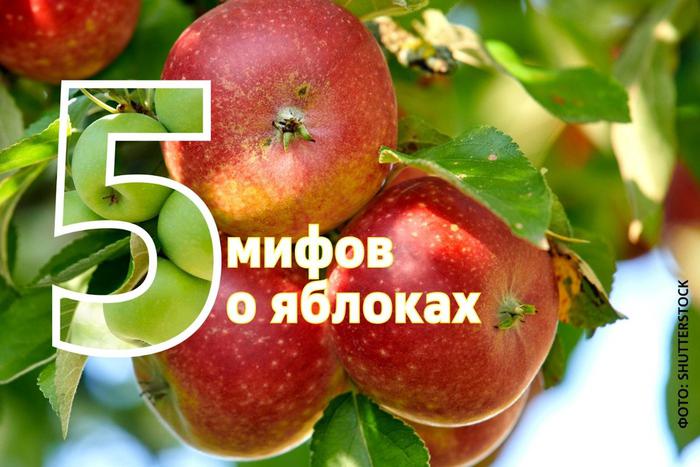"Оно превращается в жир": топ-5 мифов о яблоках, в которые все верят