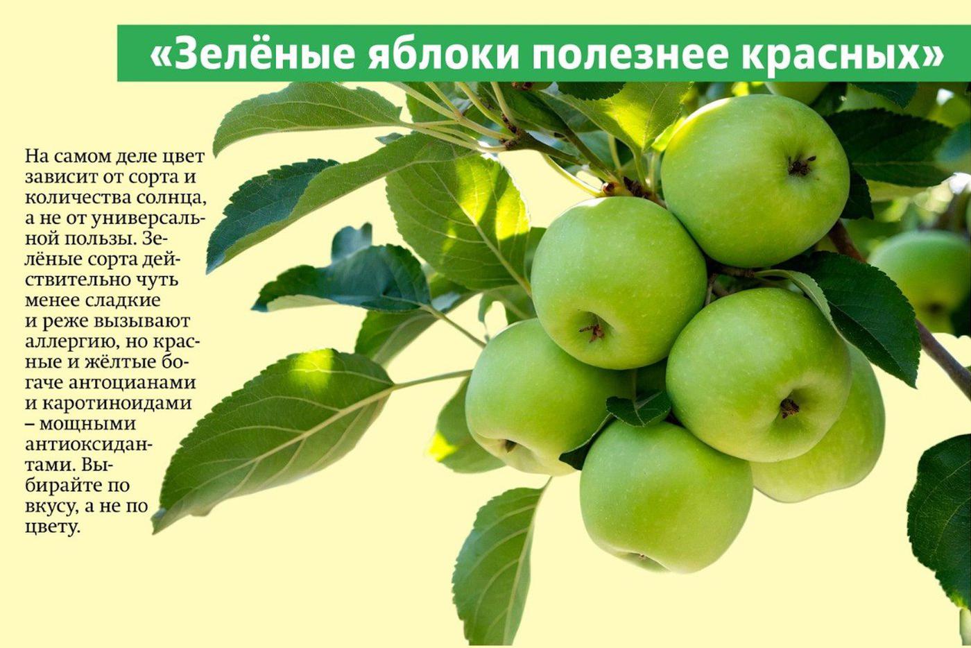 Миф № 5 о яблоках.