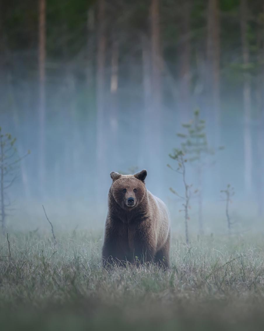 Петропавловск-Камчатский усилил меры безопасности из-за медведей. С начала года в городе зафиксировали 52 сообщения о появлении хищников, 44 из них подтвердились. Для патрулирования дополнительно привлекут опытных охотников-волонтёров