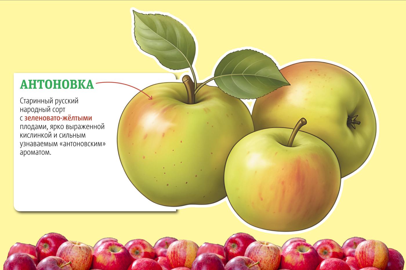 Чем интересна антоновка