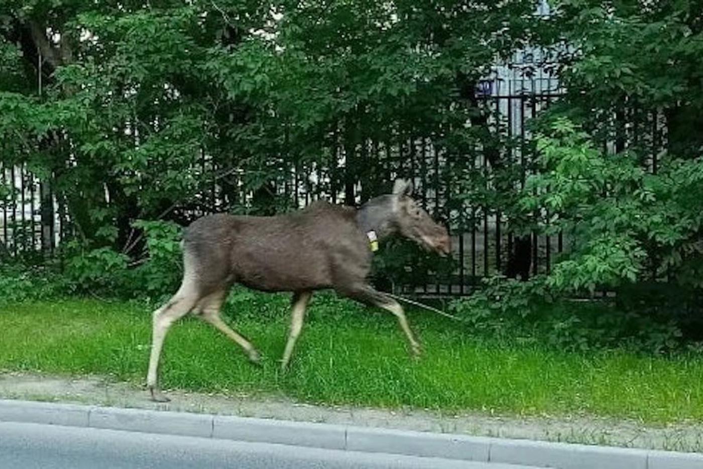 Лось в городе.