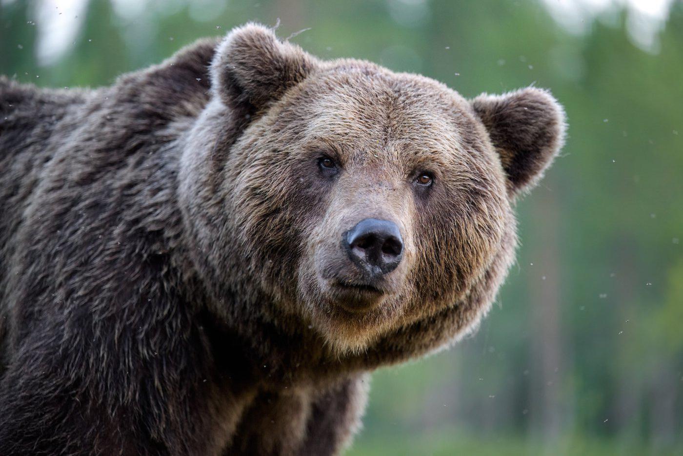 Жительницу Амурской области оштрафовали за фейковый снимок медведя