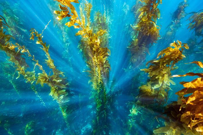 Как морские звёзды могут спасти исчезающие леса водорослей в Калифорнии